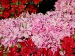 Japanische Azalee 'Negligé' ® -Angebote Wurzel Zeit Store japanische azalee neglig m095887 w 5