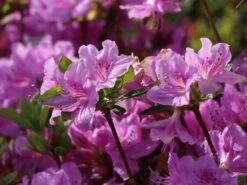 Japanische Azalee 'Otava' -Angebote Wurzel Zeit Store japanische azalee otava m006902 w 2