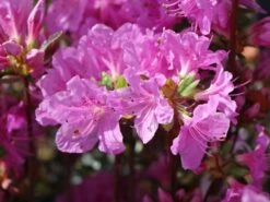 Japanische Azalee 'Otava' -Angebote Wurzel Zeit Store japanische azalee otava m006902 w 3