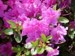 Japanische Azalee 'Otava' -Angebote Wurzel Zeit Store japanische azalee otava m006902 w 4