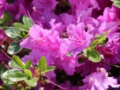 Japanische Azalee 'Otava' -Angebote Wurzel Zeit Store japanische azalee otava m006902 w 5