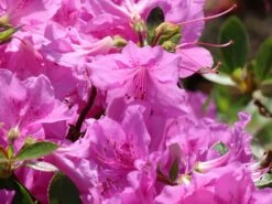 Japanische Azalee 'Otava' -Angebote Wurzel Zeit Store japanische azalee otava m006902 w 6