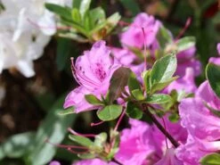 Japanische Azalee 'Otava' -Angebote Wurzel Zeit Store japanische azalee otava m006902 w 7