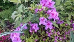 Japanische Azalee 'Peppina' ® -Angebote Wurzel Zeit Store japanische azalee peppina m003396 80497 0