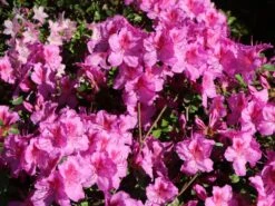 Japanische Azalee 'Peppina' ® -Angebote Wurzel Zeit Store japanische azalee peppina m003396 w 0