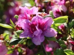 Japanische Azalee 'Peppina' ® -Angebote Wurzel Zeit Store japanische azalee peppina m003396 w 2