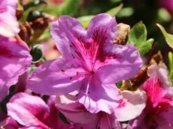 Japanische Azalee 'Peppina' ® -Angebote Wurzel Zeit Store japanische azalee peppina m003396 w 3