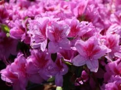 Japanische Azalee 'Peppina' ® -Angebote Wurzel Zeit Store japanische azalee peppina m003396 w 4