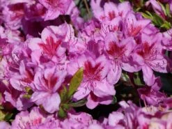 Japanische Azalee 'Peppina' ® -Angebote Wurzel Zeit Store japanische azalee peppina m003396 w 5