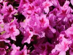 Japanische Azalee 'Peppina' ® -Angebote Wurzel Zeit Store japanische azalee peppina m003396 w 6