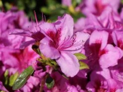 Japanische Azalee 'Peppina' ® -Angebote Wurzel Zeit Store japanische azalee peppina m003396 w 7