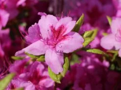 Japanische Azalee 'Peppina' ® -Angebote Wurzel Zeit Store japanische azalee peppina m003396 w 8