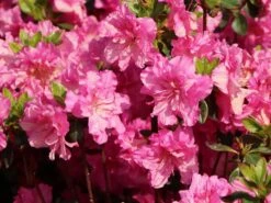 Japanische Azalee 'Petticoat' ® -Angebote Wurzel Zeit Store japanische azalee petticoat m003394 w 0 1