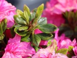 Japanische Azalee 'Petticoat' ® -Angebote Wurzel Zeit Store japanische azalee petticoat m003394 w 2