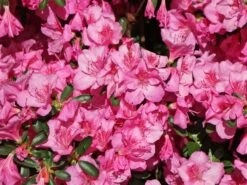 Japanische Azalee 'Pink For Help' ® -Angebote Wurzel Zeit Store japanische azalee pink for help m121182 w 1