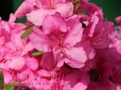Japanische Azalee 'Pink For Help' ® -Angebote Wurzel Zeit Store japanische azalee pink for help m121182 w 2