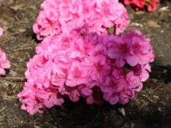 Japanische Azalee 'Pink For Help' ® -Angebote Wurzel Zeit Store japanische azalee pink for help m121182 w 4