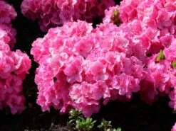 Japanische Azalee 'Pink For Help' ® -Angebote Wurzel Zeit Store japanische azalee pink for help m121182 w 5