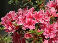Japanische Azalee 'Pink Poetry' ®