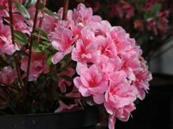 Japanische Azalee 'Pink Poetry' ® -Angebote Wurzel Zeit Store japanische azalee pink poetry m121036 w 0
