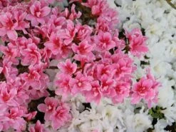 Japanische Azalee 'Pink Poetry' ® -Angebote Wurzel Zeit Store japanische azalee pink poetry m121036 w 6