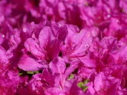 Japanische Azalee 'Purpurtraum' -Angebote Wurzel Zeit Store japanische azalee purpurtraum m002412 w 0