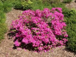 Japanische Azalee 'Purpurtraum' -Angebote Wurzel Zeit Store japanische azalee purpurtraum m002412 w 1