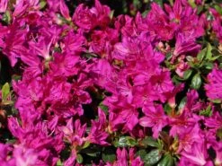 Japanische Azalee 'Purpurtraum' -Angebote Wurzel Zeit Store japanische azalee purpurtraum m002412 w 2