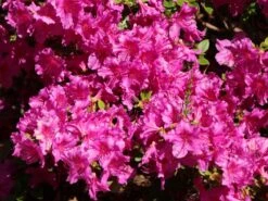 Japanische Azalee 'Purpurtraum' -Angebote Wurzel Zeit Store japanische azalee purpurtraum m002412 w 3