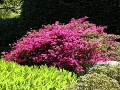 Japanische Azalee 'Purpurtraum' -Angebote Wurzel Zeit Store japanische azalee purpurtraum m002412 w 4