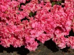 Japanische Azalee 'Rokoko' -Angebote Wurzel Zeit Store japanische azalee rokoko m003350 w 0