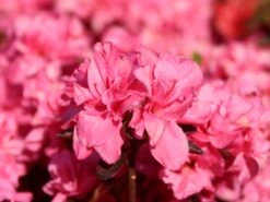 Japanische Azalee 'Rokoko' -Angebote Wurzel Zeit Store japanische azalee rokoko m003350 w 1