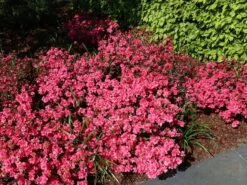 Japanische Azalee 'Rokoko' -Angebote Wurzel Zeit Store japanische azalee rokoko m003350 w 2