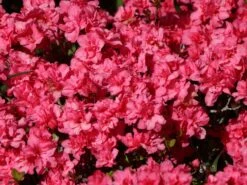 Japanische Azalee 'Rokoko' -Angebote Wurzel Zeit Store japanische azalee rokoko m003350 w 3