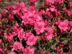 Japanische Azalee 'Rokoko' -Angebote Wurzel Zeit Store japanische azalee rokoko m003350 w 5