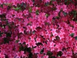 Japanische Azalee 'Rosalind' -Angebote Wurzel Zeit Store japanische azalee rosalind m003352 w 1