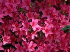 Japanische Azalee 'Rosalind' -Angebote Wurzel Zeit Store japanische azalee rosalind m003352 w 2