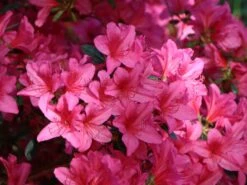 Japanische Azalee 'Rosalind' -Angebote Wurzel Zeit Store japanische azalee rosalind m003352 w 3