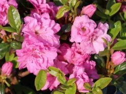 Japanische Azalee 'Rosinetta' ® -Angebote Wurzel Zeit Store japanische azalee rosinetta m003380 w 0