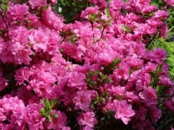 Japanische Azalee 'Rosinetta' ® -Angebote Wurzel Zeit Store japanische azalee rosinetta m003380 w 1