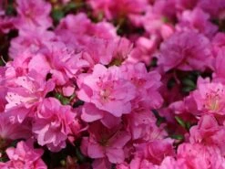 Japanische Azalee 'Rosinetta' ® -Angebote Wurzel Zeit Store japanische azalee rosinetta m003380 w 3