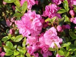 Japanische Azalee 'Rosinetta' ® -Angebote Wurzel Zeit Store japanische azalee rosinetta m003380 w 4