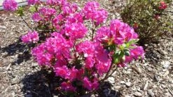 Japanische Azalee 'Rubinstern' -Angebote Wurzel Zeit Store japanische azalee rubinstern m003390 547500 0