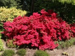 Japanische Azalee 'Rubinstern' -Angebote Wurzel Zeit Store japanische azalee rubinstern m003390 w 1