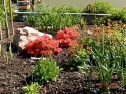 Japanische Azalee 'Satschiko' / Geisha Orange ® -Angebote Wurzel Zeit Store japanische azalee satschiko geisha orange m002414 411240 0