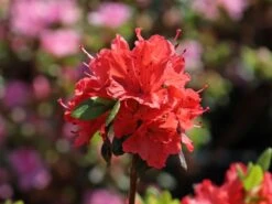 Japanische Azalee 'Satschiko' / Geisha Orange ® -Angebote Wurzel Zeit Store japanische azalee satschiko geisha orange m002414 w 1