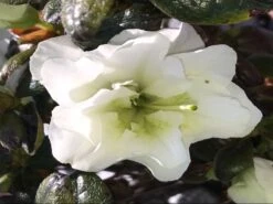 Japanische Azalee 'Schneeperle' ® -Angebote Wurzel Zeit Store japanische azalee schneeperle m003392 1016565 0