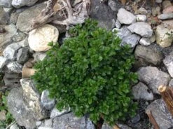 Japanische Azalee 'Schneeperle' ® -Angebote Wurzel Zeit Store japanische azalee schneeperle m003392 740911 0