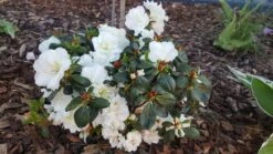 Japanische Azalee 'Schneeperle' ® -Angebote Wurzel Zeit Store japanische azalee schneeperle m003392 993801 0