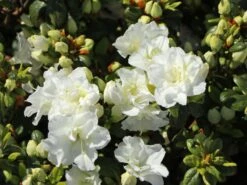 Japanische Azalee 'Schneeperle' ® -Angebote Wurzel Zeit Store japanische azalee schneeperle m003392 w 0